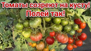 ТОМАТЫ СОЗРЕЮТ НА КУСТУ! Полейте ТАК!