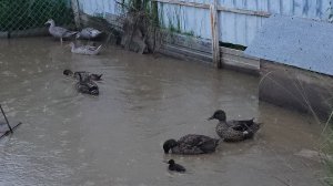 Подсадные в грозу