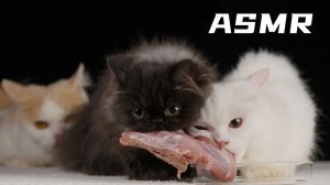 АСМР Семья кошек обедает утиными ножками