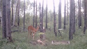 Косуля на солонце