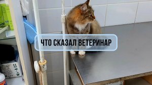 СЪЕЗДИЛИ К ВЕТЕРИНАРУ