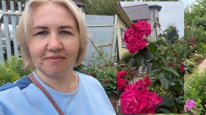 Сушу малину. Любуюсь розами, пусть и не своими. Навожу порядок в теплице.