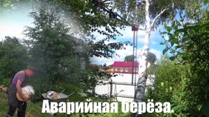 Аварийная берёза, доделал тамбур.