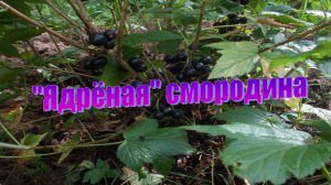 Как выглядят спелые ягоды чёрной смородины сорта Ядрёная