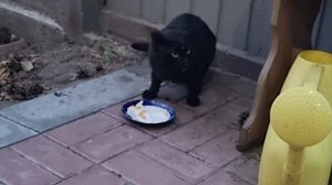 К нам пришёл без ухий кот 😺