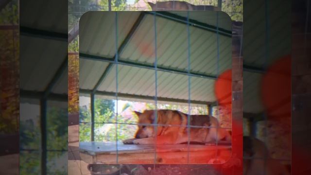 1000063843.mp4 (Собака слушает о установке газового котла в соответствии с проектом в доме А-фрейм) смотреть онлайн