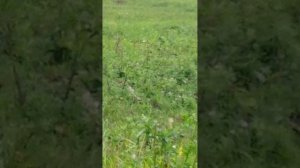 Я в деревне 1
часть