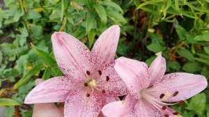 Цветение  Лилий  и Лилейников 🌺🌺🌺12-07-2026