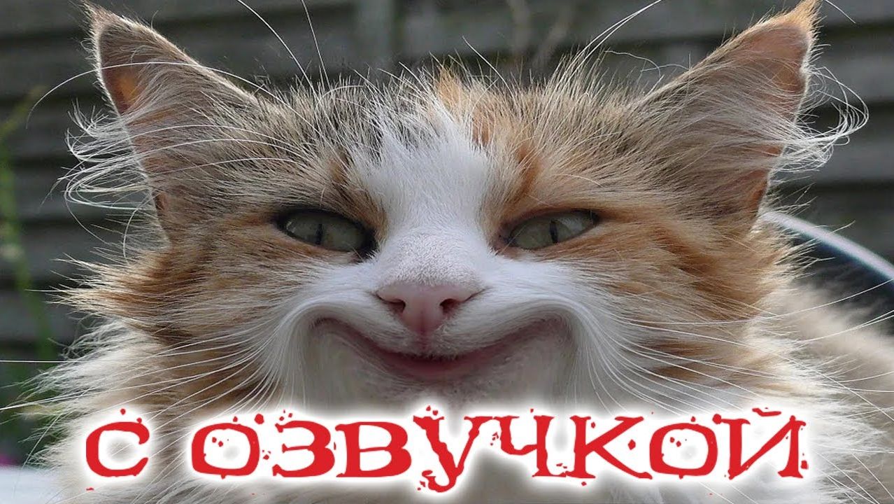 Приколы с котами_ Самая смешная озвучка животных 2022(720P_HD) смотреть онлайн