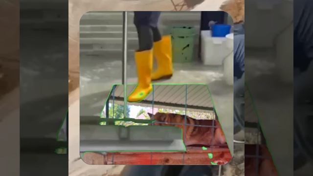 1000063847.mp4 (Собака слушает о установке газового котла в соответствии с проектом в доме А-фрейм) смотреть онлайн