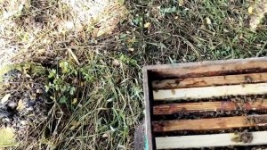 12 июля РАЗВИТИЕ ОТВОДКОВ