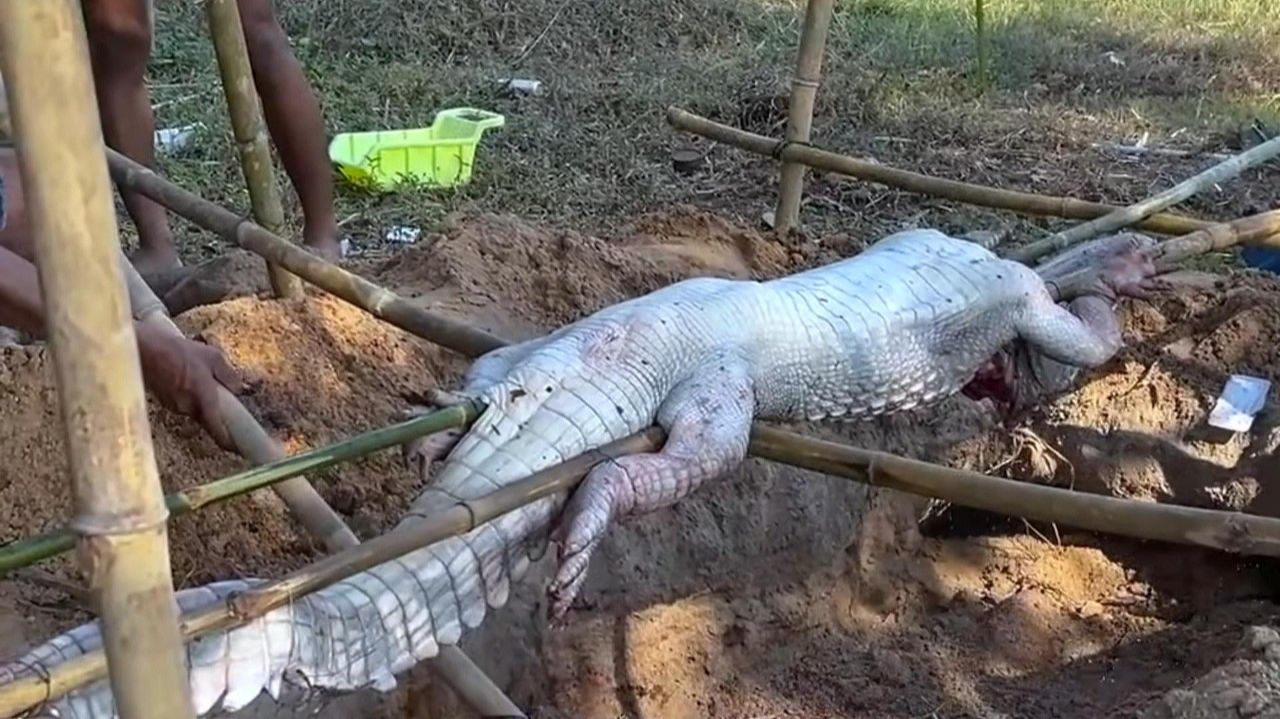 Рецепт крокодила целиком на гриле хрустящая корочка и сочное мясо смотреть онлайн