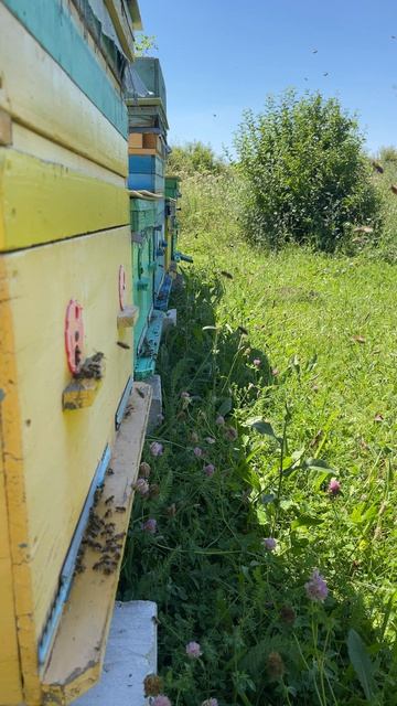 Кочевка на подсолнечник 🌻. Краснодарский край. 12 июля 2026 #пасека #мёд