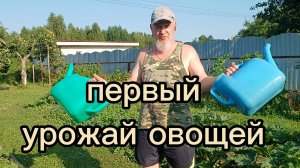 Первый урожай: огурцы, помидора, кабачки, здорово13.07.2026
