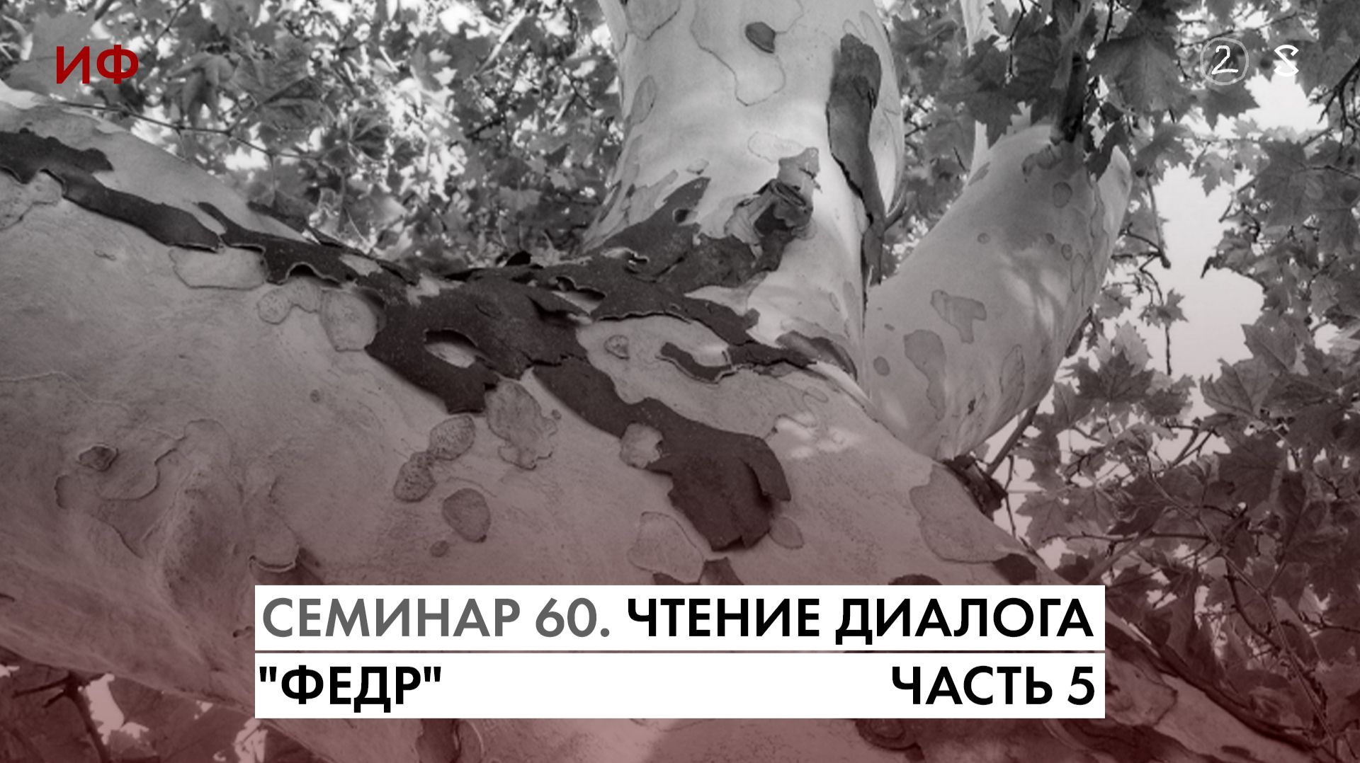 60. Окончание чтения диалога Платона "Федр". История Философии. Часть 2