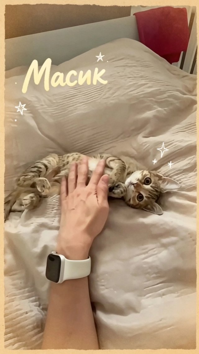 Масик: самый милый момент дня — когда котя доверяет и расслабляется 🐈 #Масик #cat Масик: самый милый момент дня — когда котя доверяет и расслабляется 🐈 #Масик #cat