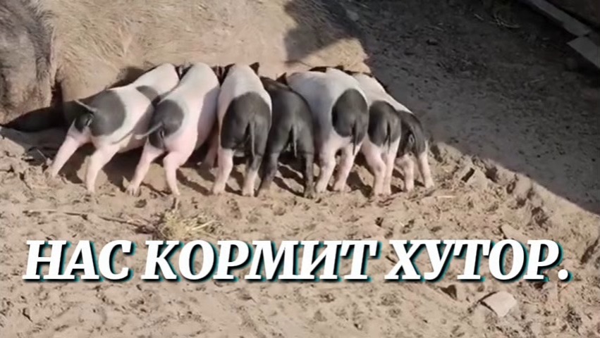 ПРОЖИТЬ БЕЗ МАГАЗИНОВ? КАК НАС КОРМИТ РОДНОЙ ХУТОР. смотреть онлайн