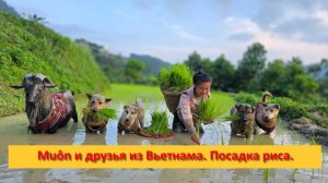 Muôn и друзья из Вьетнама. Посадка риса.