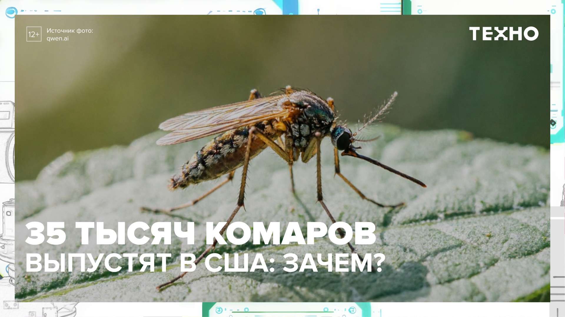 35 тысяч комаров хотят выпустить в США | Техно — Москва 24 смотреть онлайн