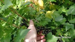 Июль, зреет много разных ягод, как сохранить?