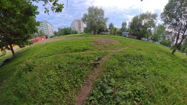 Обычная прогулка с собаками . 08.07.26 смотреть онлайн