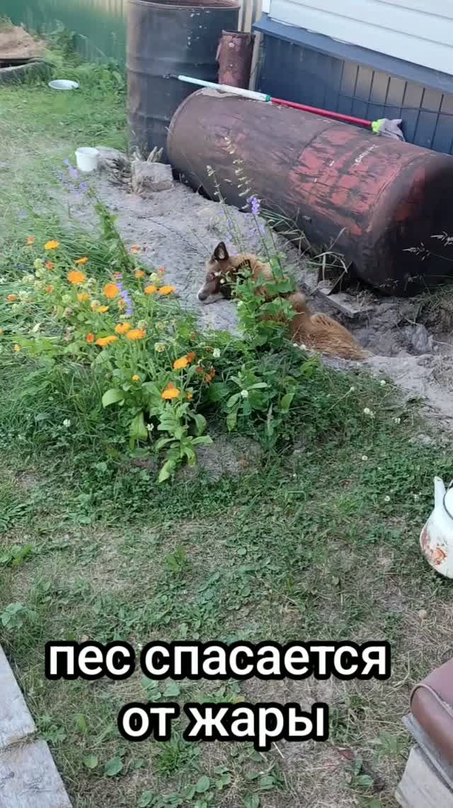 Собака спит в яме🙂 подписываемся)