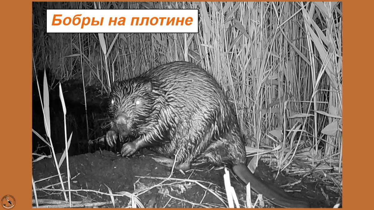 Бобры на своей плотине. Ночная жизнь леса смотреть онлайн