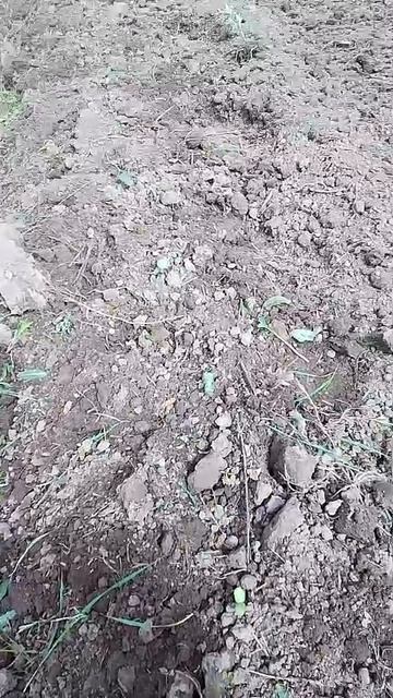7.06.26 пололово подсолнечника 7.06.26 пололово подсолнечника