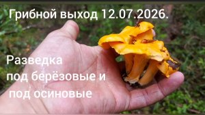 Грибной выход 12.07.2026. ( разведка подберёзовики и подосиновики)
