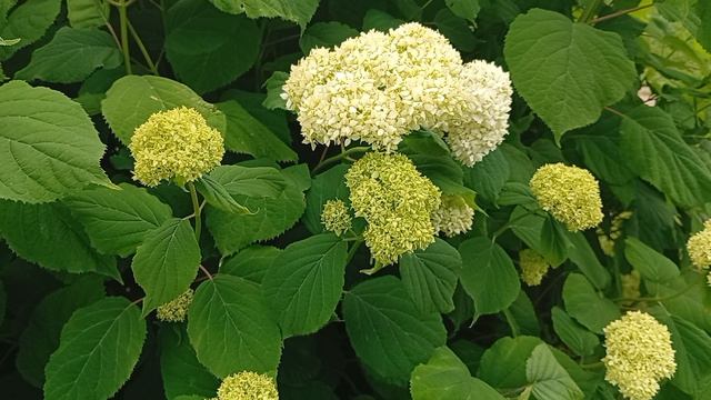 Симфония №448|Ирина Одарчук Паули