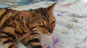 Забавная Джессика 🐱
