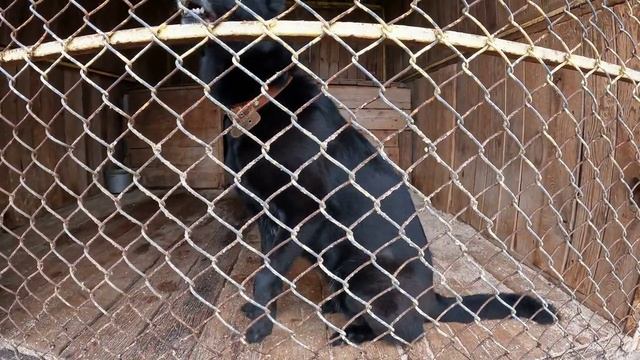 Помоги другу 1 серия. Первоуральский приют для собак.