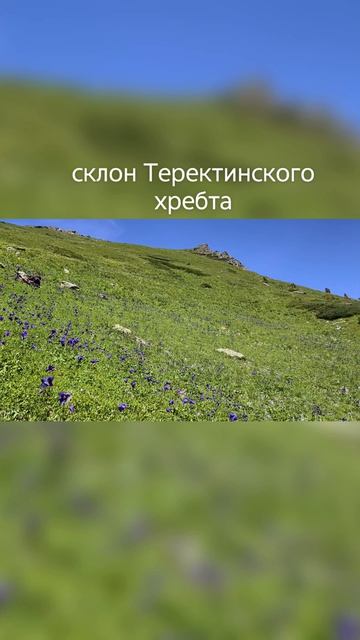 А как проходит ваш отпуск?) #Алтай #Теректинскийхребет #природа