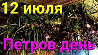 Мокрое утро Петрова дня смотреть онлайн
