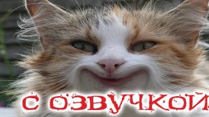 Приколы с котами С ОЗВУЧКОЙ_ Смешные коты и кошки 2022_ до слёз_(720P_HD)