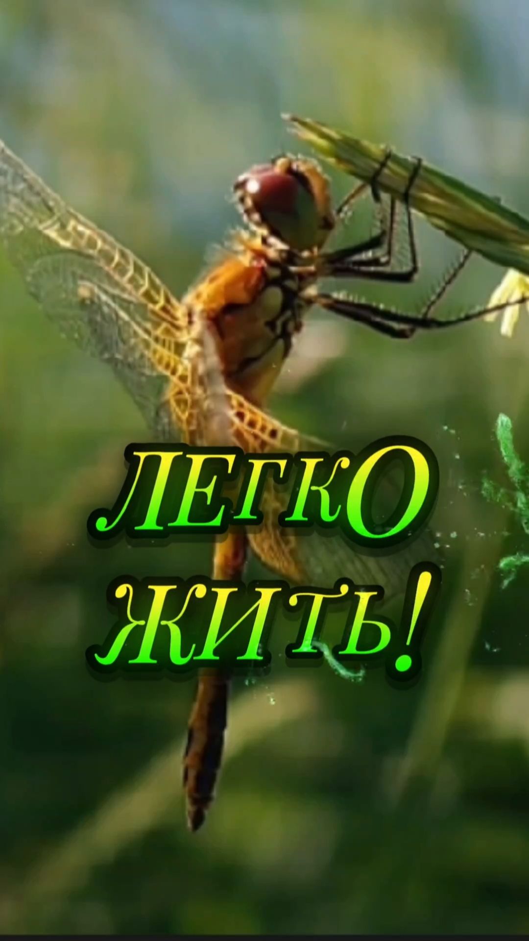 ЛЕГКО ЖИТЬ!