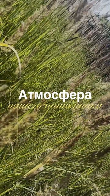 Атмосфера или эстетика нашего питомника, невозможно ей не делится!