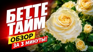 🌹 РОЗА БЕТТЕР ТАЙМ: цветение, аромат и особенности сорта!