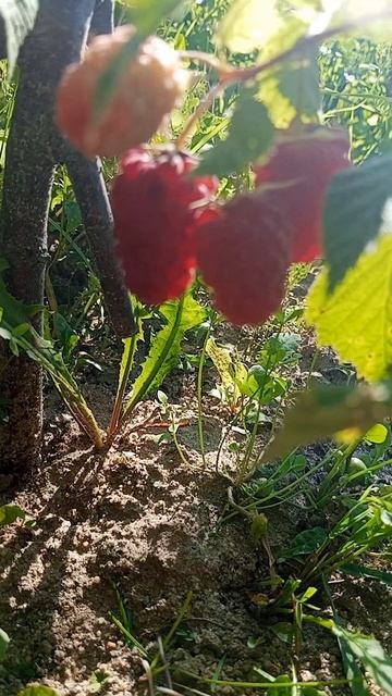 Красивые малининки под лучами заходящего солнца, пее птиц, лето, илю, вечер, красота и звуки природы Красивые малининки под лучами заходящего солнца, пее птиц, лето, илю, вечер, красота и звуки природы