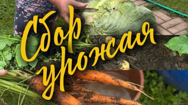 Сбор урожая. Выкопали несколько корней картошки на пробу. Срезали капусту и набрали морковки Сбор урожая. Выкопали несколько корней картошки на пробу. Срезали капусту и набрали морковки