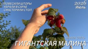 Дачный апгрейд: вешаем шторы, мастерим стол и пробуем гигантскую малину!