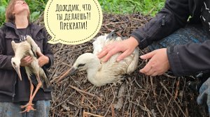 Упало гнездо аистов, три птенца оказались на земле, один травмирован