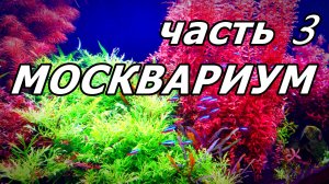 🐡 ПОДВОДНАЯ СУЕТА МАЛЕНЬКИХ РЫБОК. ЧАСТЬ 3: ЖИВАЯ ПАЛИТРА КРАСОК ПОД ВОДОЙ 🎨