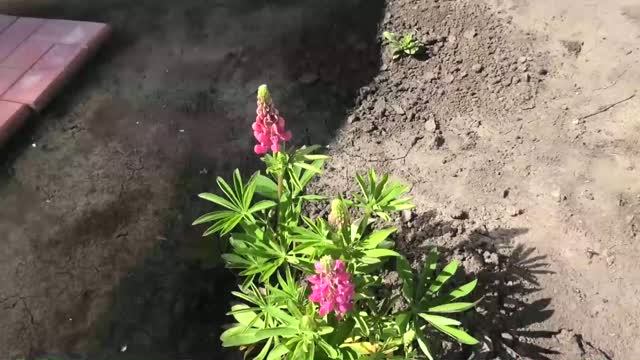 цветы