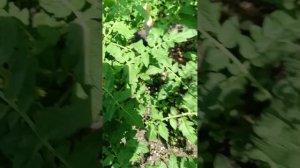 Обход территории 🍅🥒🌺