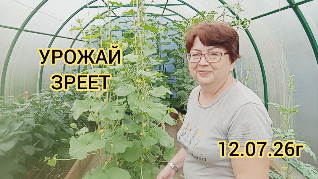 УРОЖАЙ в теплице ЗРЕЕТ 🍉🌶️🥒 12.07.26г