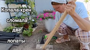 Урожай чеснока радует. Клумбы цветочные не удались. Продолжаю наводить порядок.