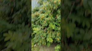 Обзор на мой сад.