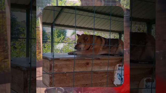 1000063851.mp4 (Собака слушает о установке газового котла в соответствии с проектом в доме А-фрейм) смотреть онлайн