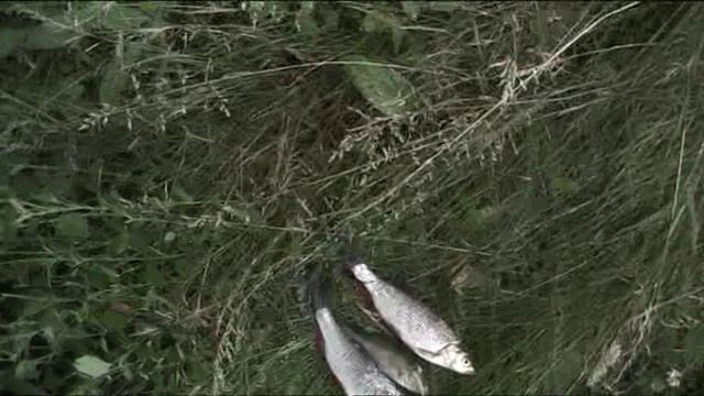 Рыбалка в дождь